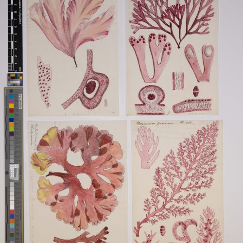 Friends’ Herbarium Tour 12 noon – 1pm