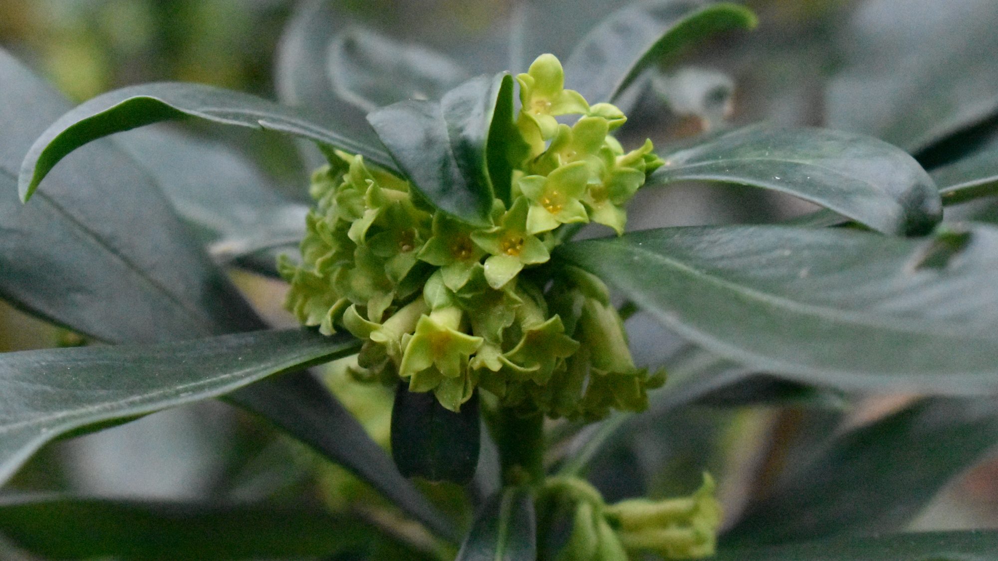 Clusters of lime green flowers amongst deep green, glossy foliage.