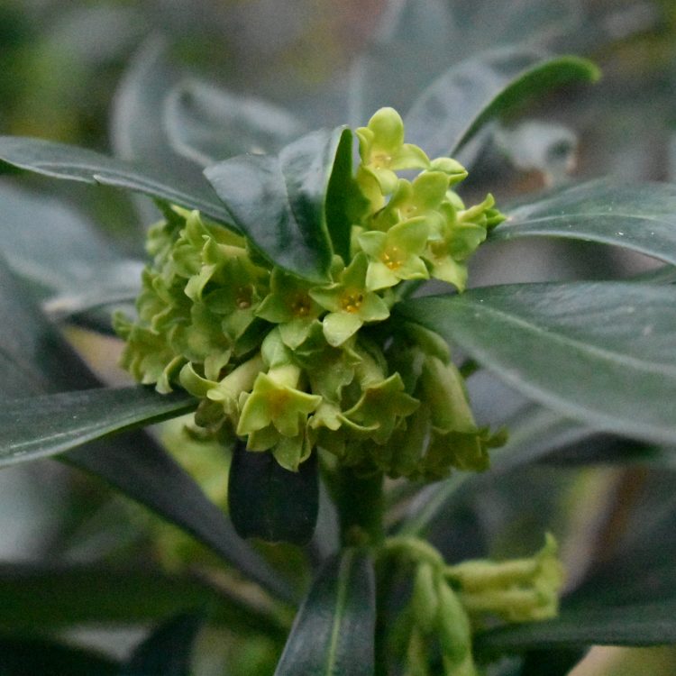 Daphne laureola