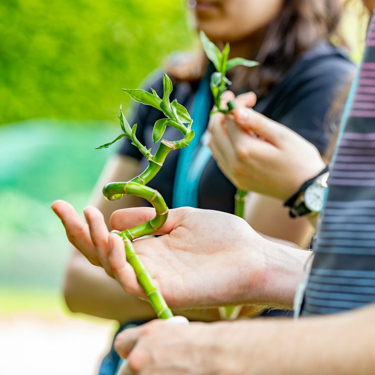 Plant Responses Enrichment Day - 19 June 2026