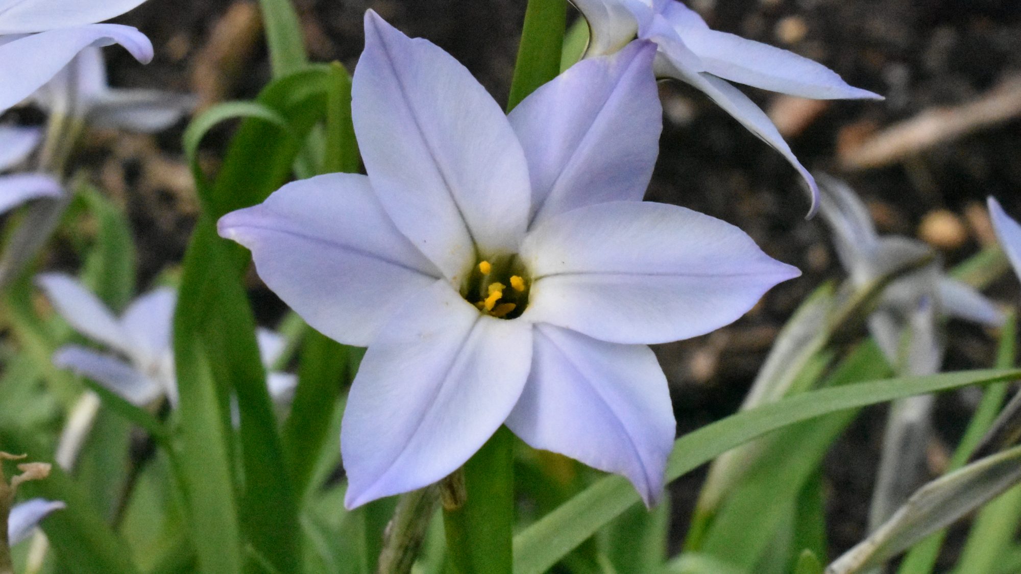 Pale blue, star-shaped flower.
