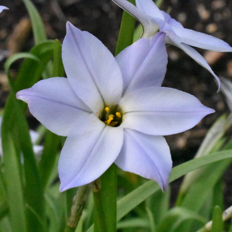 Ipheion uniflorum