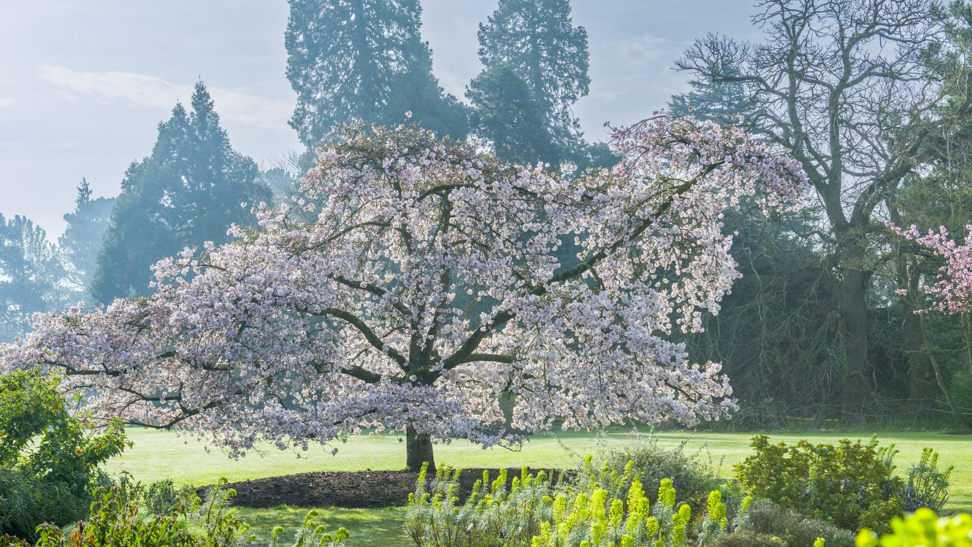 A large cherry blossom tree in full bloom stands in a park with a grassy lawn and various green shrubs. Tall trees form a background under a clear blue sky.