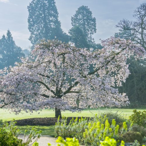 Celebrate the brightening spring blossom
