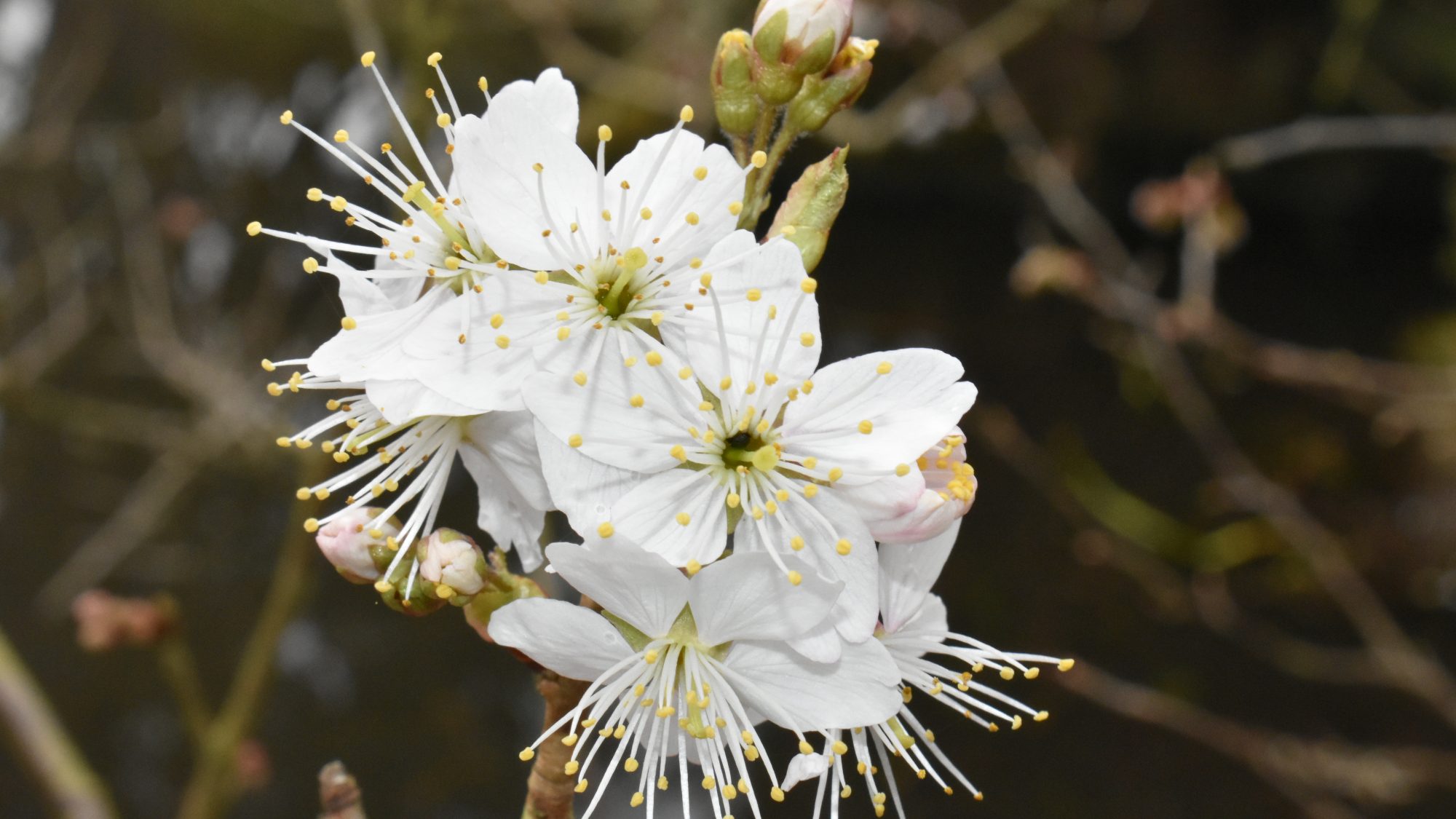 Cluster of white flowers.