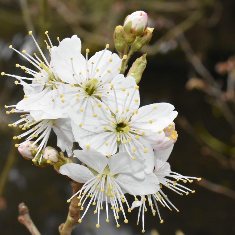 Prunus pseudocerasus var. pseudocerasus