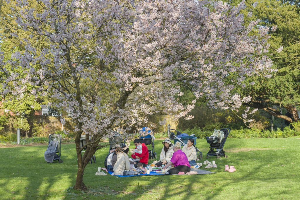 A group of people seated on a blue blanket under a flowering cherry blossom tree in a park setting, with pushchairs nearby.