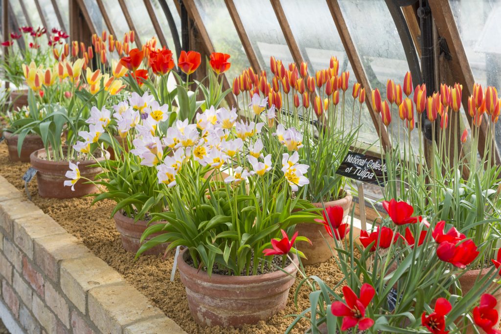 A variety of colorful tulips in terracotta pots are displayed on a brick ledge inside a greenhouse. The flowers are vibrant shades of red, orange, and white with hints of yellow. A sign reads 