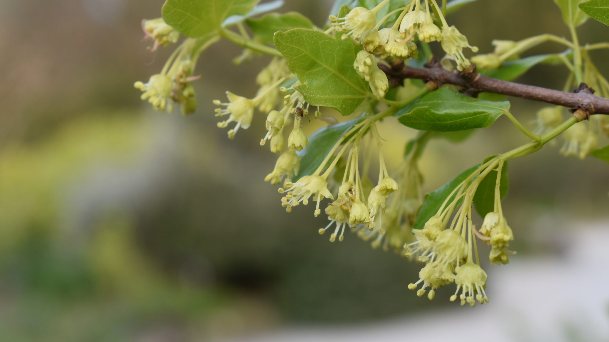 Small lime green flowers.