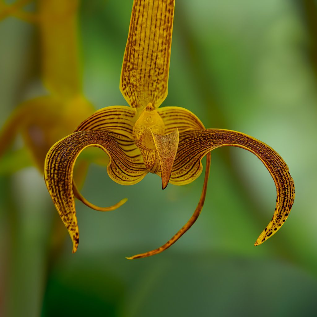 A close-up of a yellow and brown striped orchid with unique, curled petals. The background is a soft blur of green, highlighting the flower's details.