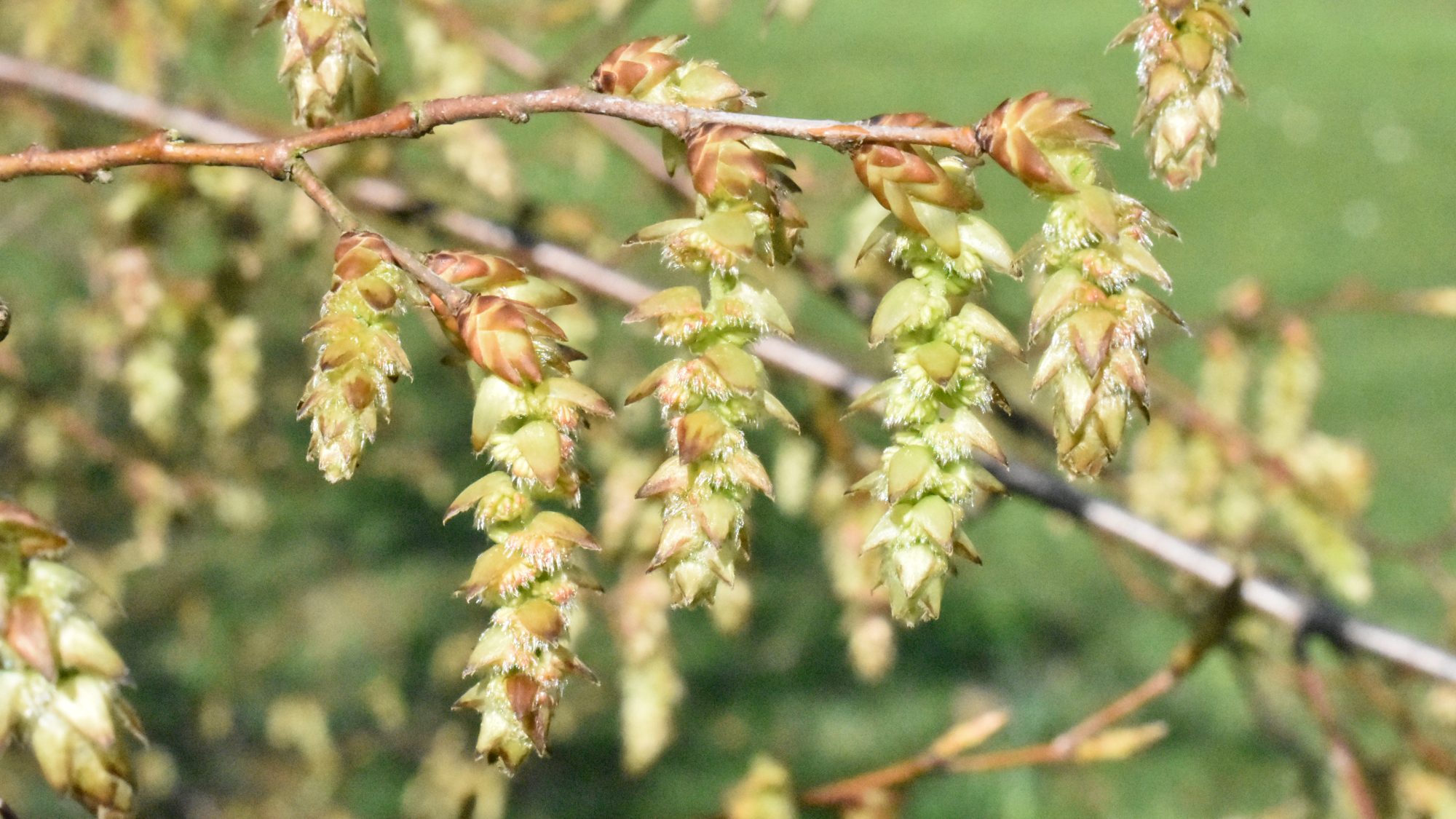 Green-bracted catkins.