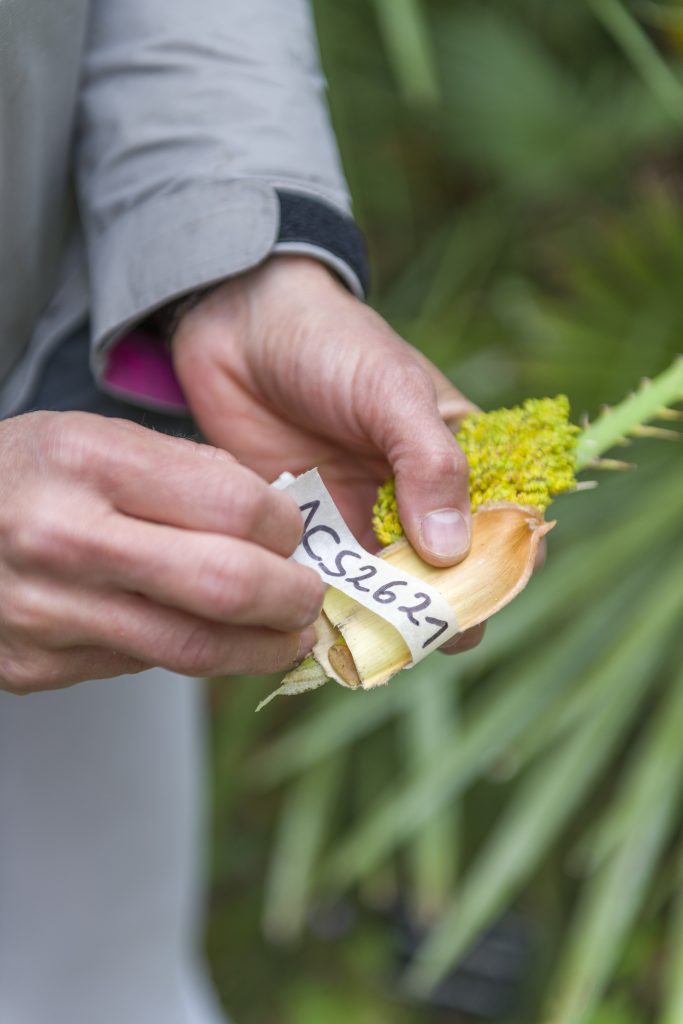 A person holding a small plant with yellow-green flowers and a tag labeled 