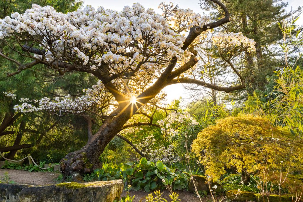 A serene garden scene with a flowering tree in full bloom. Sunlight beams through the branches, casting a warm glow. Lush greenery surrounds the tree, creating a tranquil, natural setting.