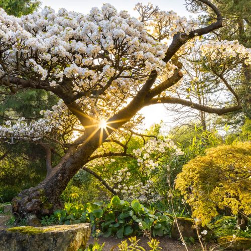 International Garden Photographer of the Year exhibition returns to Cambridge University Botanic Garden