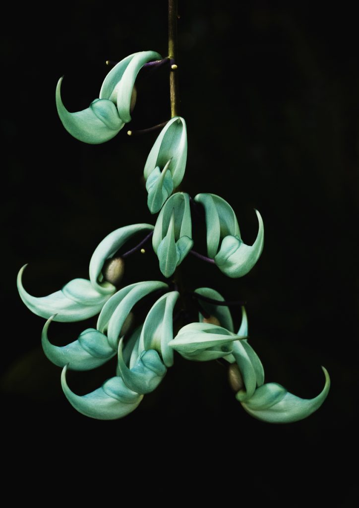 A cluster of jade vine flowers, displaying turquoise, claw-shaped blossoms, hangs gracefully against a dark background.