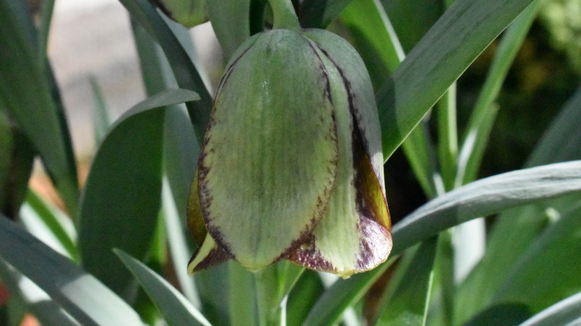 Pendent green and purple-brown, bell-shaped flower.
