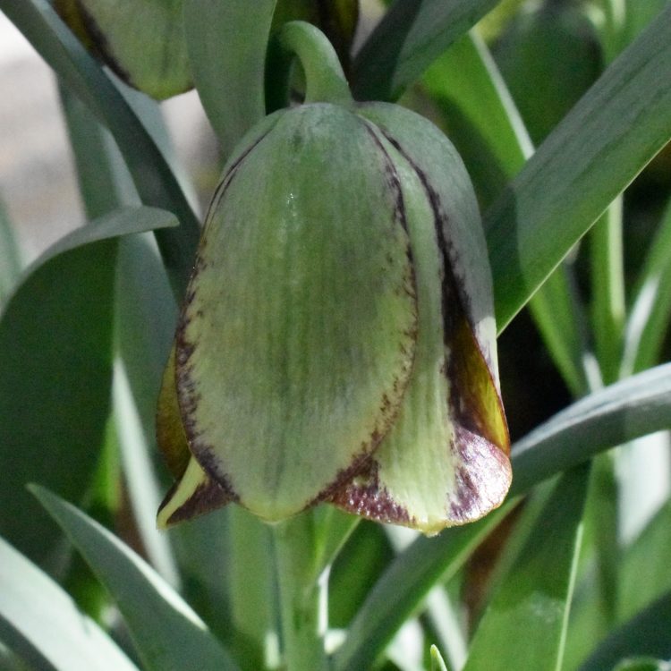 Fritillaria hermonis