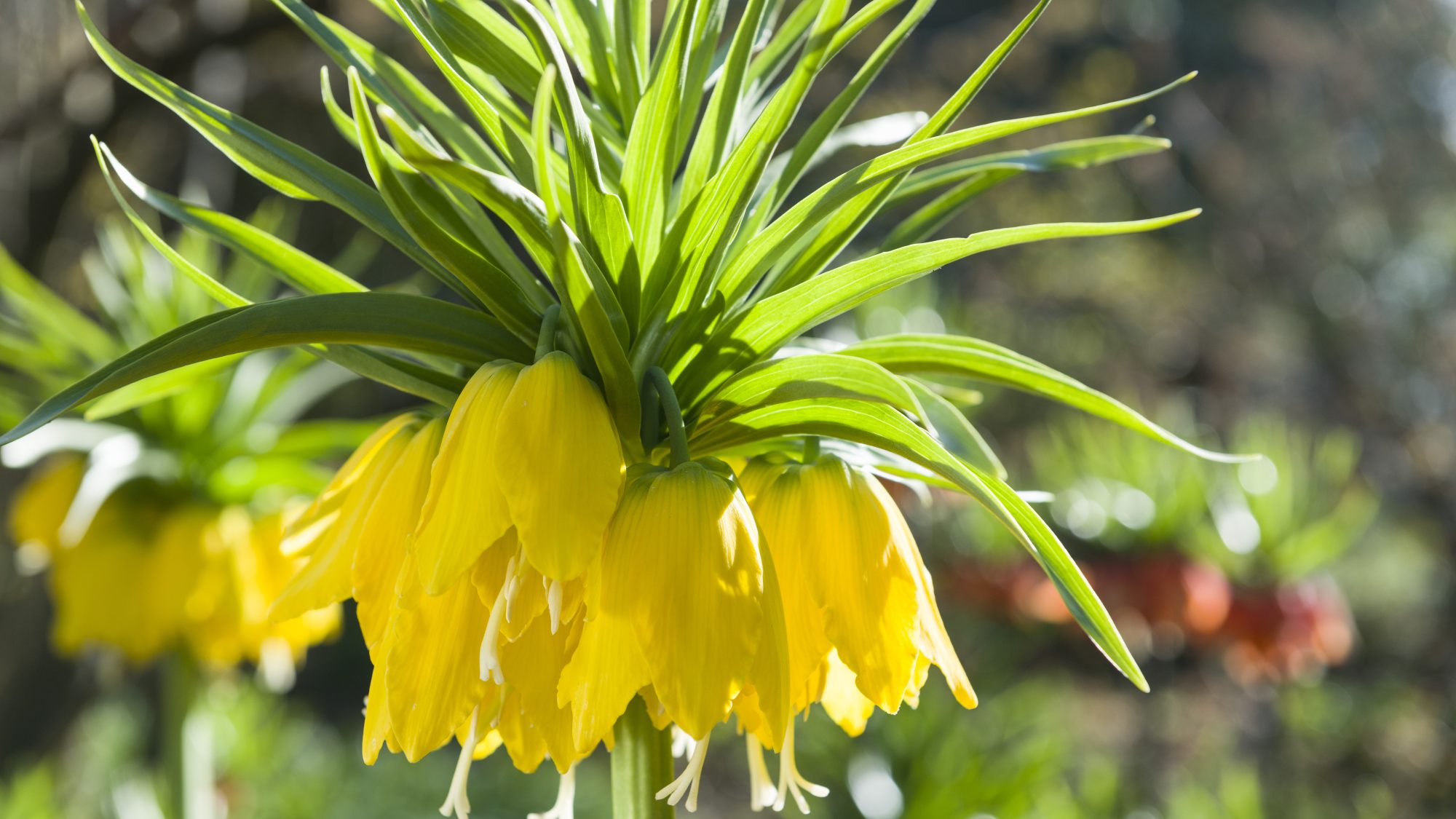   A close-up of a crown imperial plant with vibrant yellow flowers and lush green leaves, situated in a sunlit garden.
