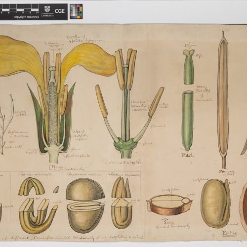 Certificate in Botany