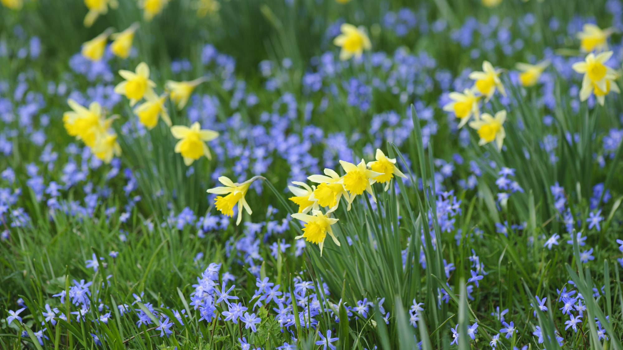 A field of vibrant yellow daffodils and small blue flowers in green grass.