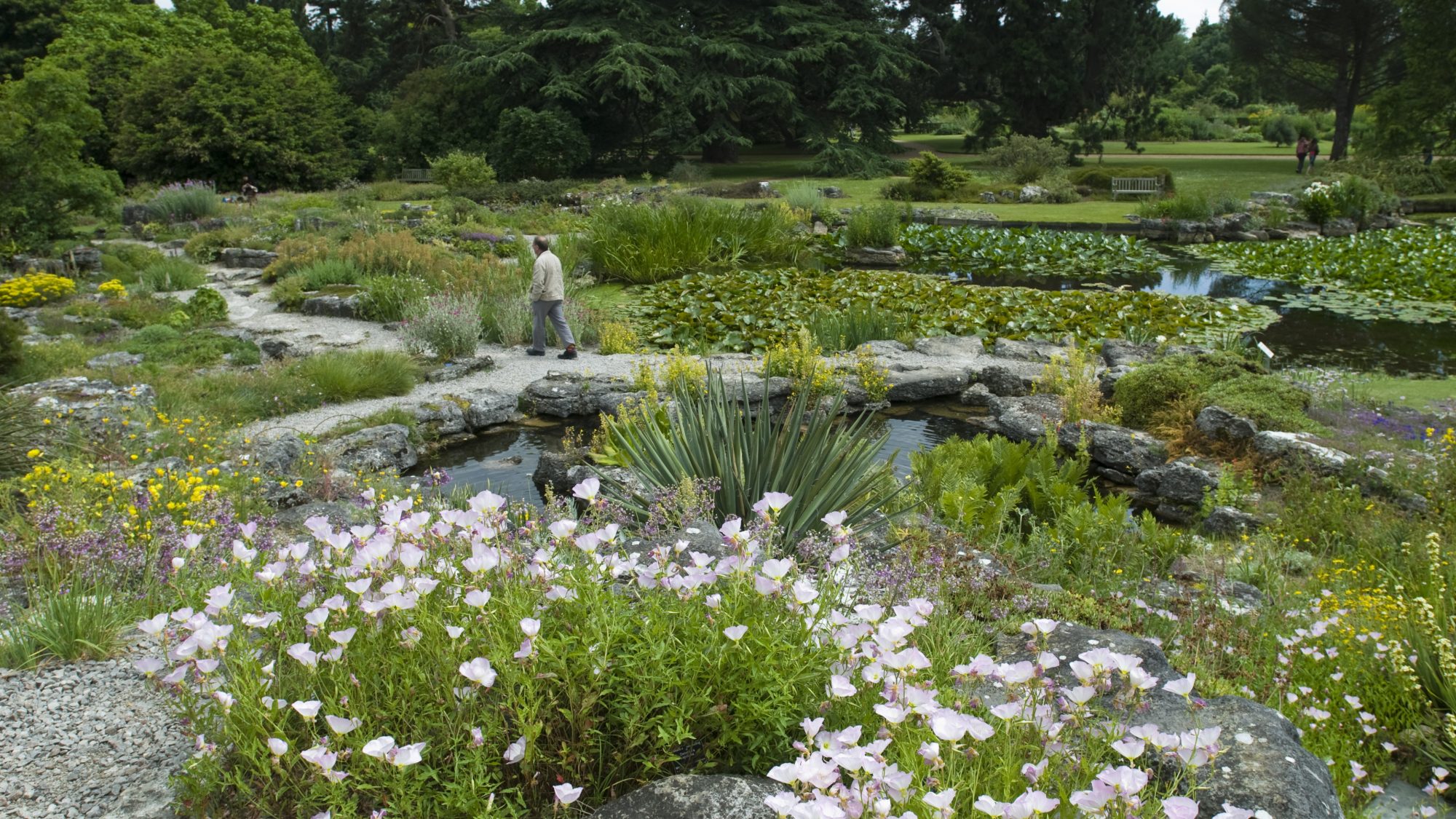 A lush botanical garden featuring diverse greenery, vibrant flowers, and a tranquil pond. A pathway meanders through the garden, where a person is enjoying a leisurely walk. The scene is serene and surrounded by tall trees.