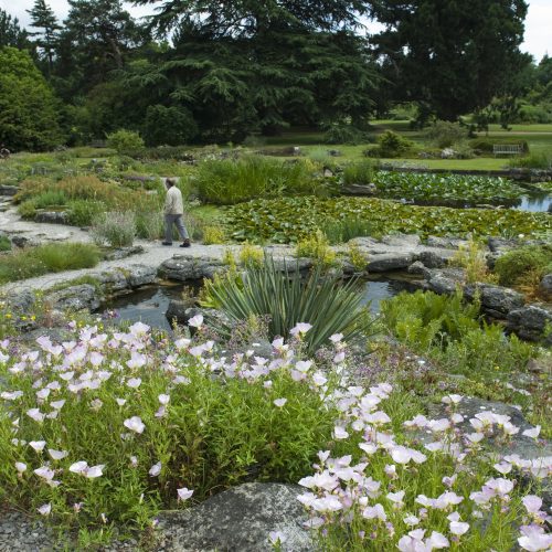 Inspired by the Rock Garden: How to grow alpines at home