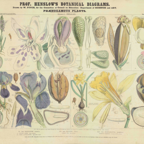 New Cambridge course set to revive botany and bridge critical gap in plant science education