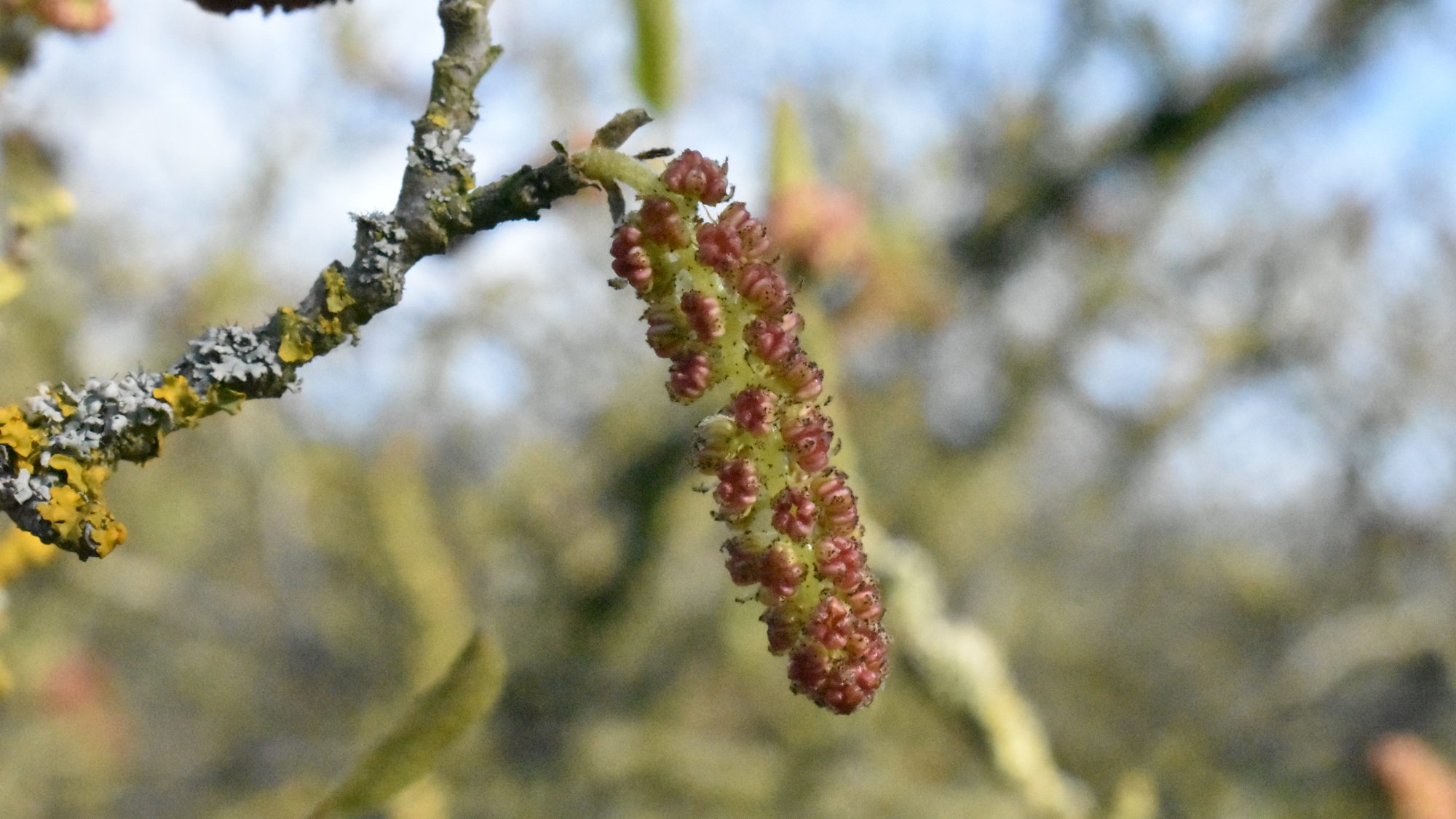 Catkin-like inflorescence.