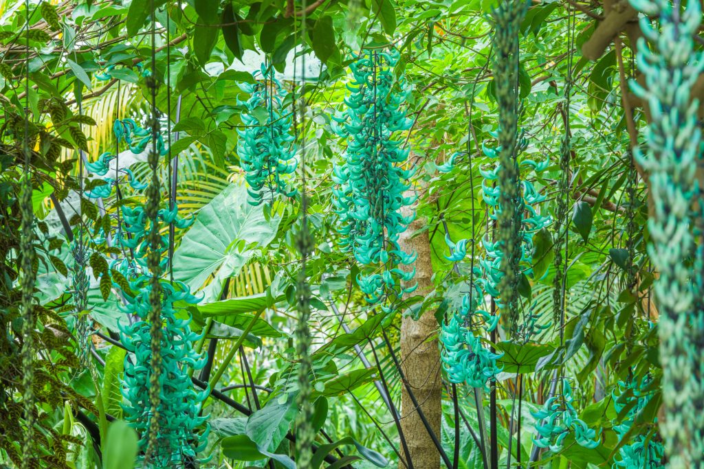 Lush green foliage with cascading jade vine flowers in vibrant turquoise hues. The dense canopy filters sunlight, creating a tropical ambience.