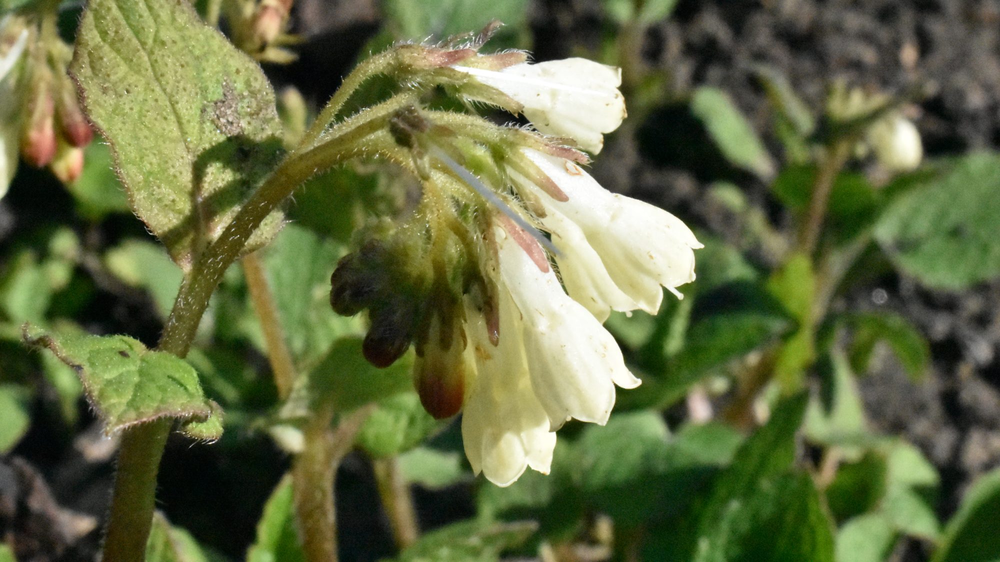 Pendent cream flowers on bristly stem.