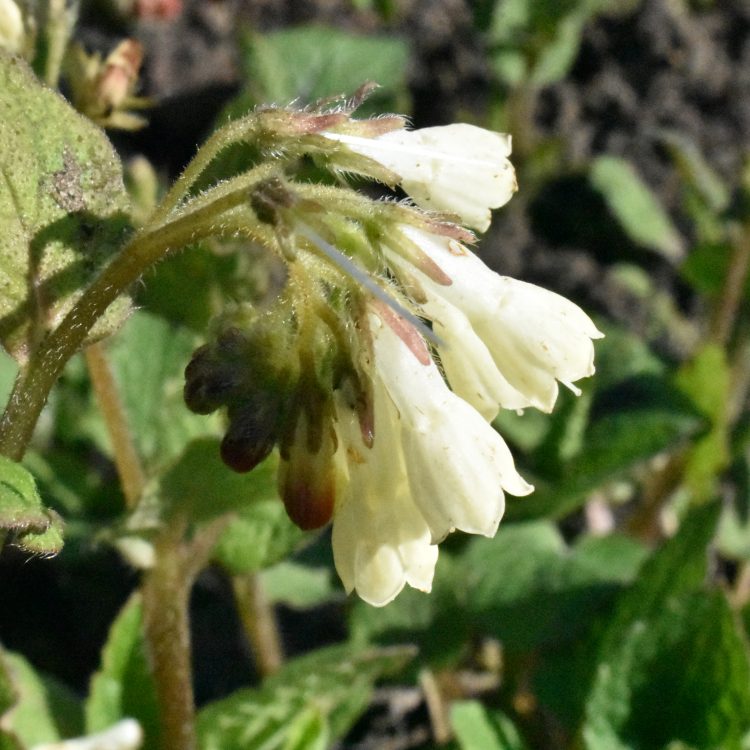 Symphytum grandiflorum