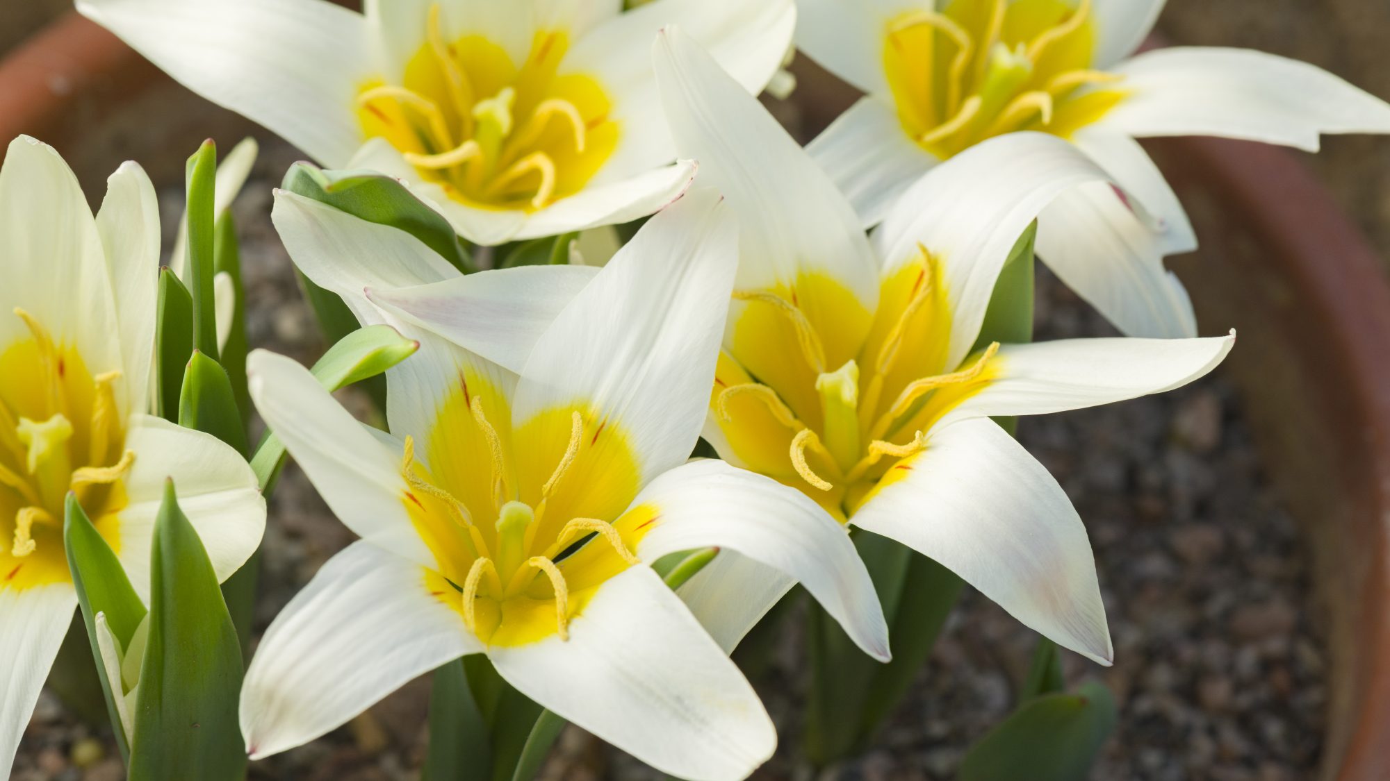 White flowers with yellow centers are blooming in a clay pot filled with gravel. The petals have a star-like shape and the leaves are long and green.