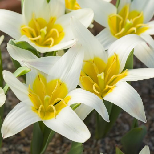 Wild recovery – revealing the Green Status of our species tulips