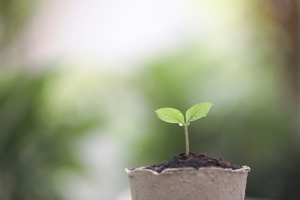 Seedling in a paper pot