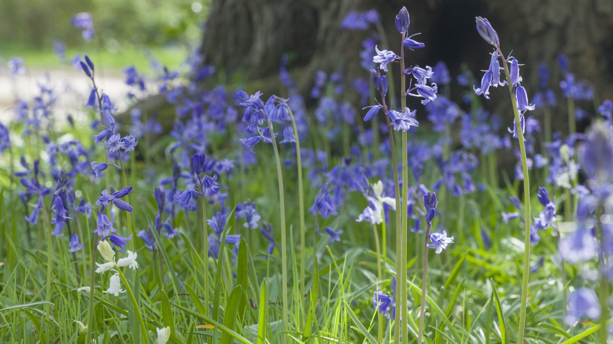 A lush meadow with numerous blooming bluebells and a few white flowers, set in front of a large, textured tree trunk.