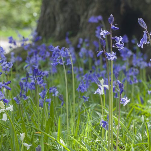 Bluebells: The science behind Britain’s most beloved spring flower