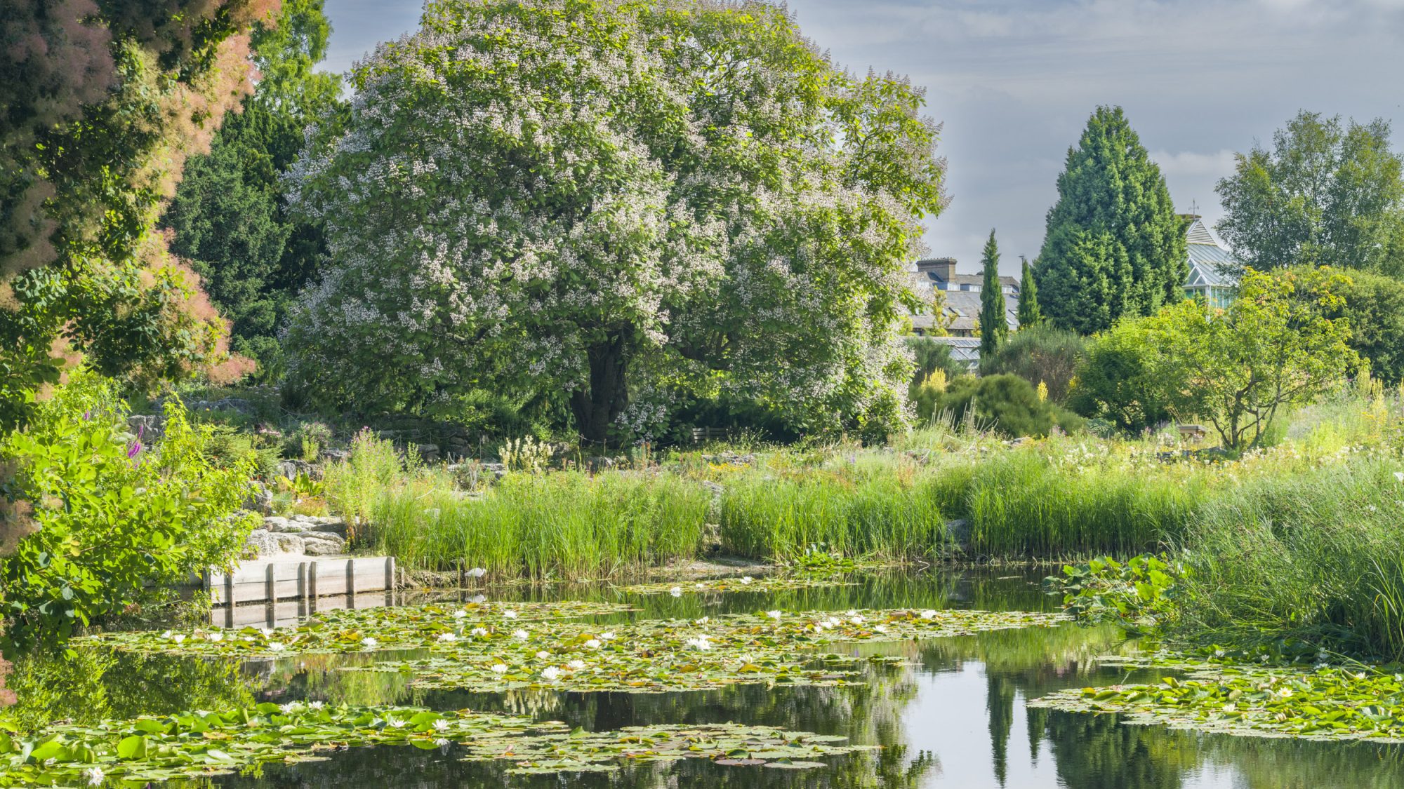 A serene landscape in Cambridge University Botanic Garden featuring a reflective pond surrounded by lush greenery and flowering plants. A large, majestic tree dominates the scene under a blue sky with scattered clouds.