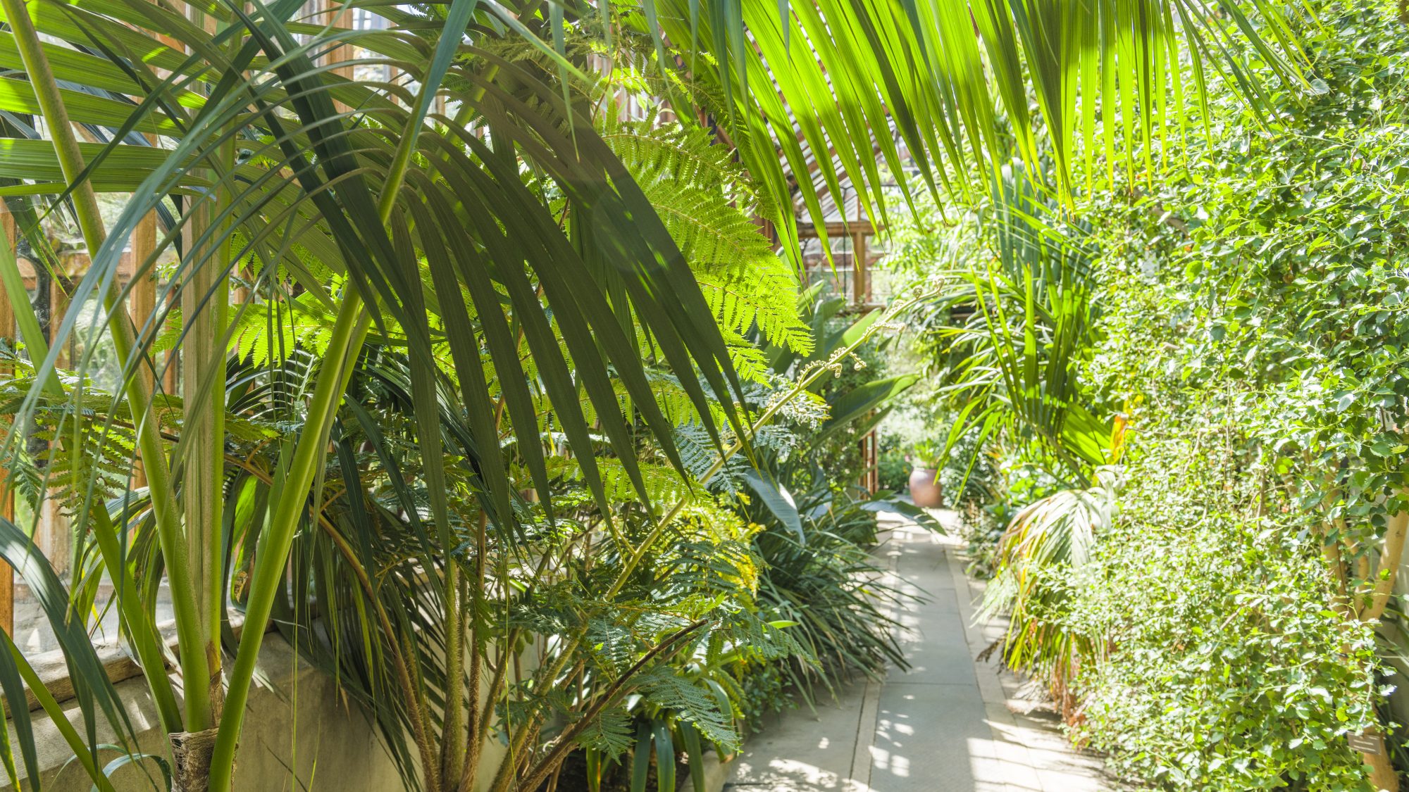 A lush indoor garden with an abundance of green tropical plants and tall palm leaves lining a sunlit walkway. The environment is bright and inviting.