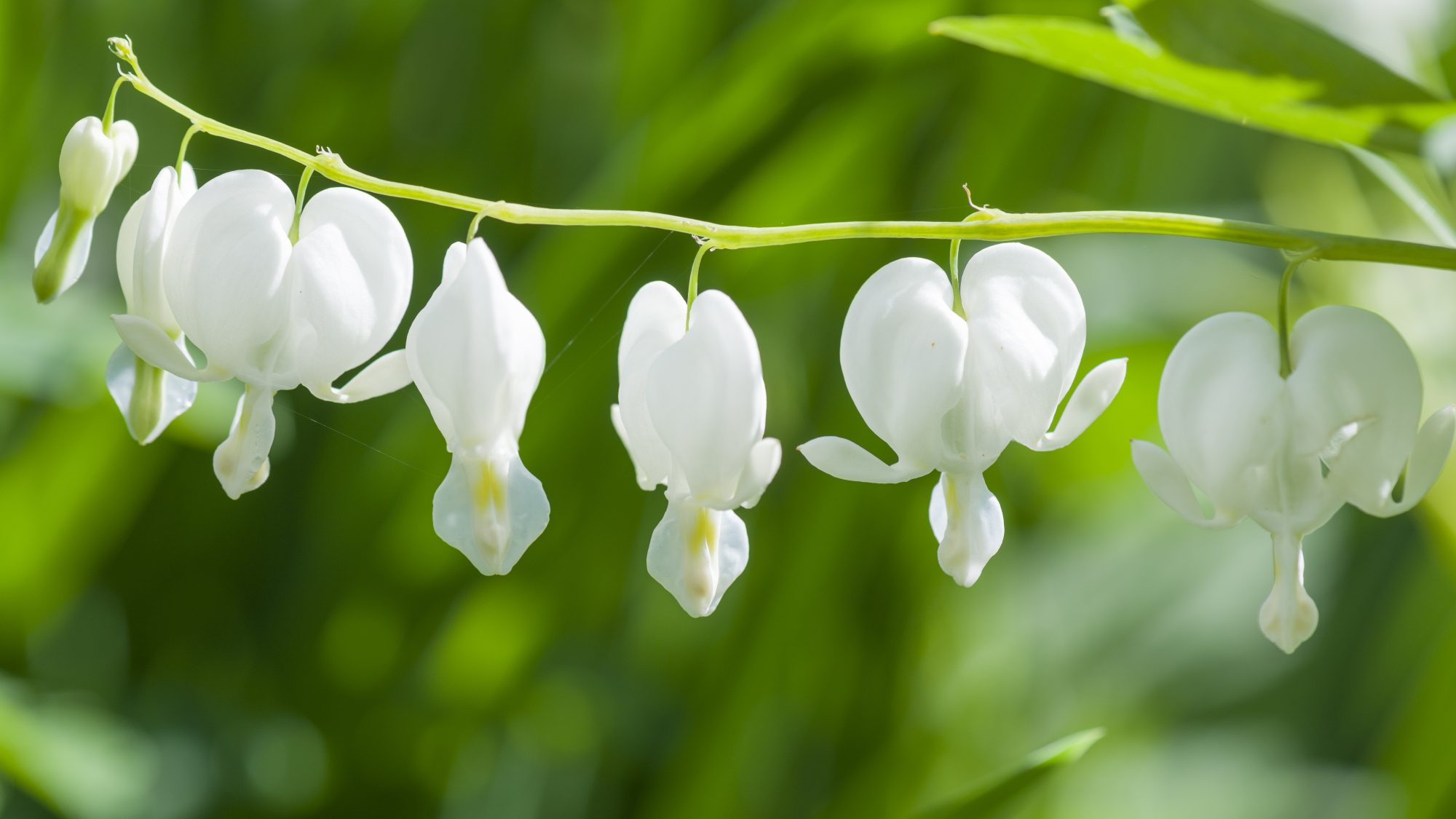 A close-up of white bleeding heart flowers, also known as Dicentra spectabilis, hanging on a green stem. The background is blurred with shades of green foliage.