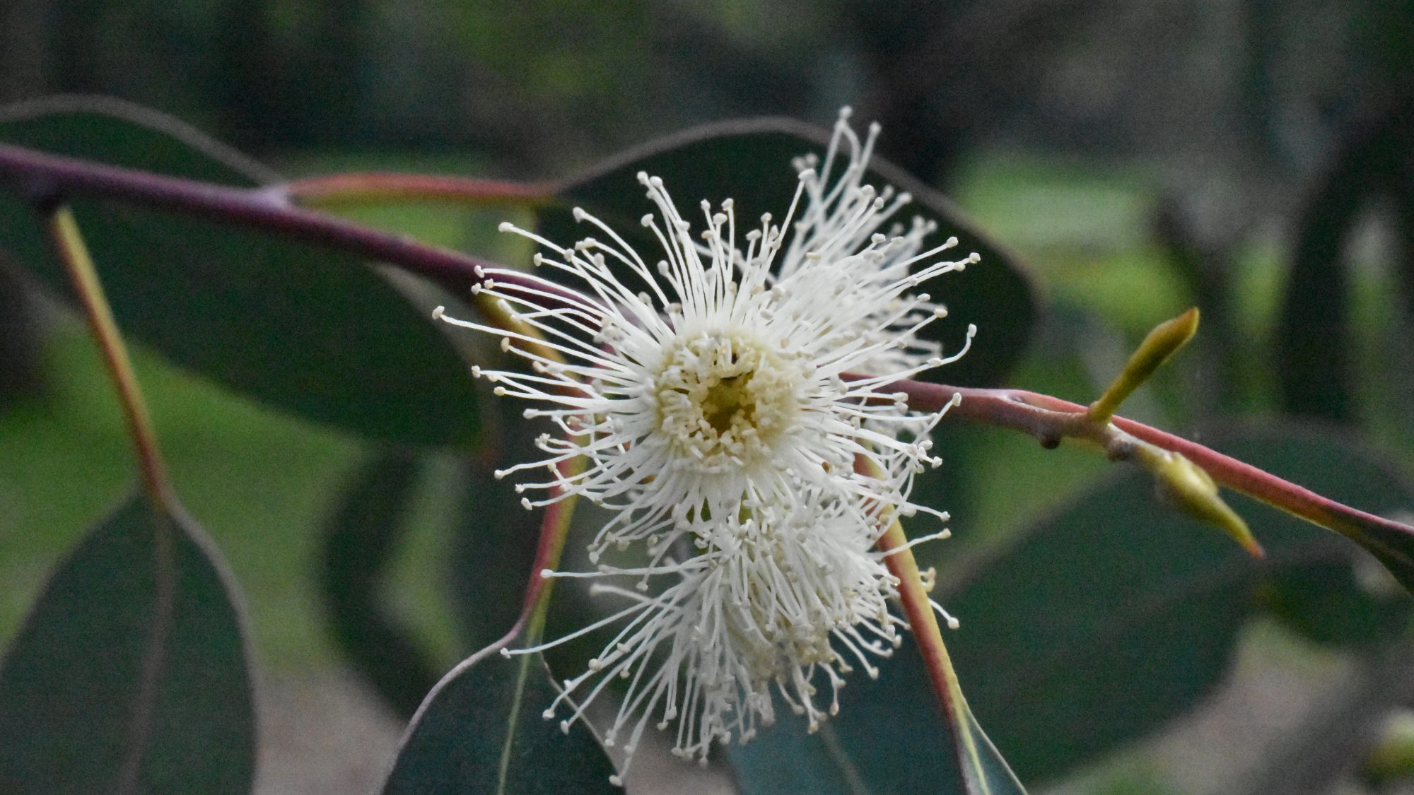 Spidery white flowers.
