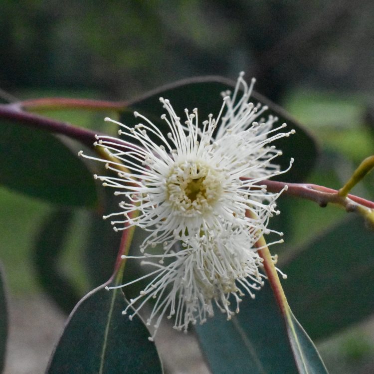 Eucalyptus urnigera