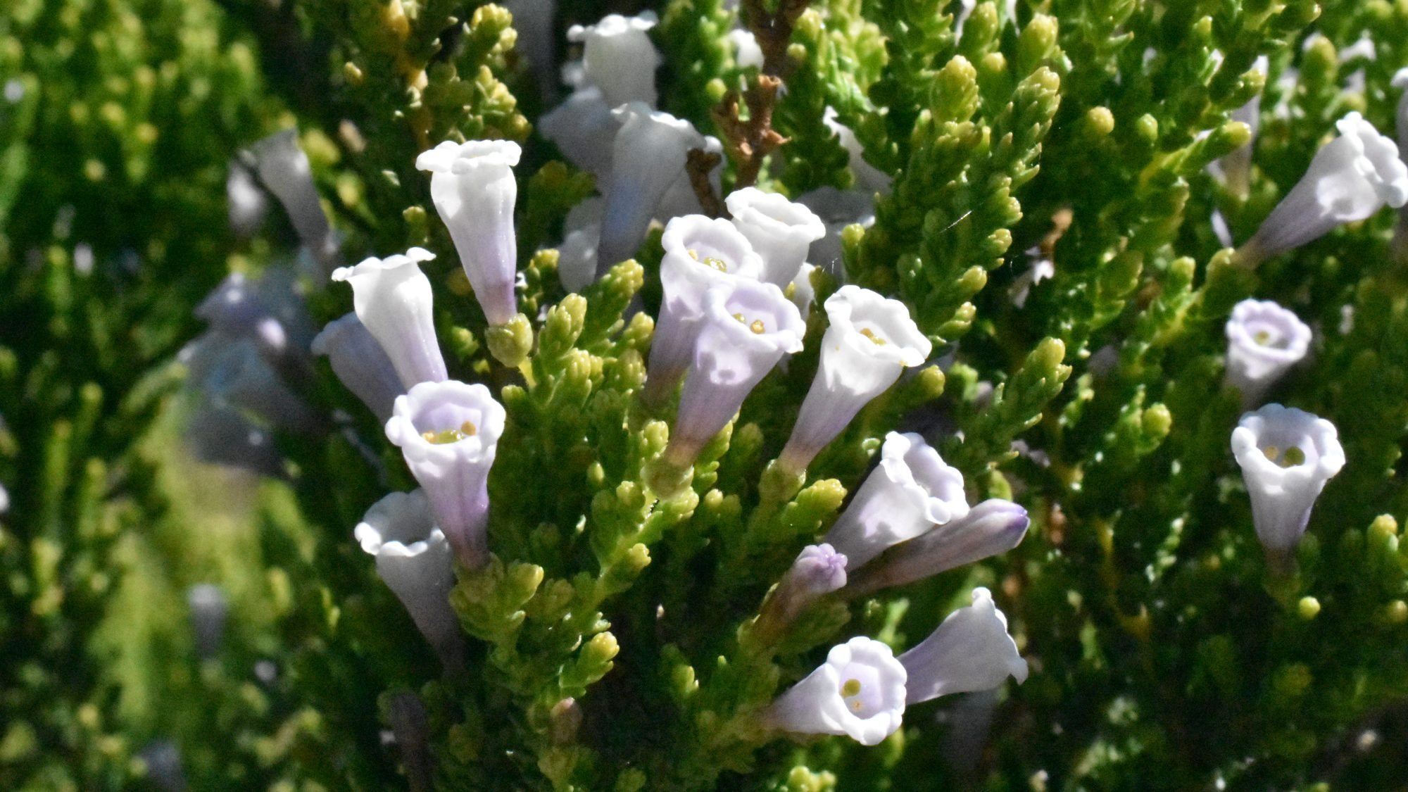 Needle-like foliage with erect, violet-white, tubular flowers.