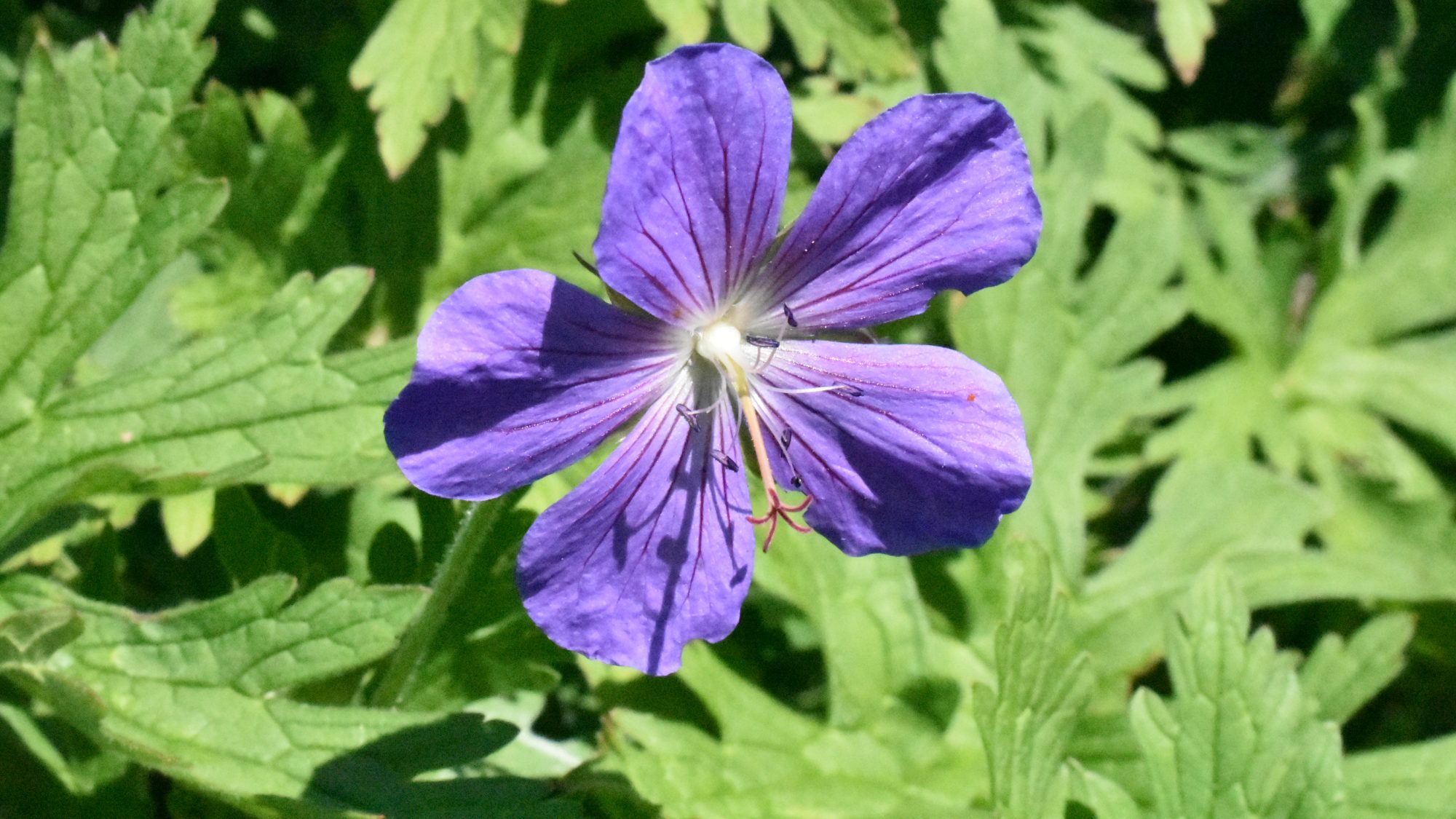 Open, pink-blue flower.