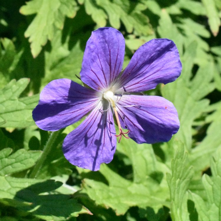 Geranium pratense var. stewartianum ‘Raina’
