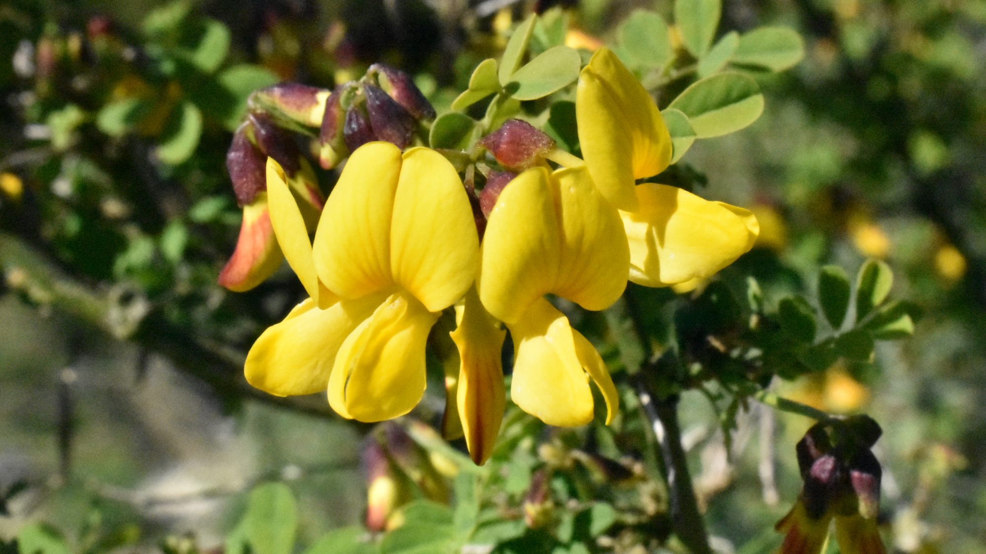 Umbel of yellow pea-like flowers. 