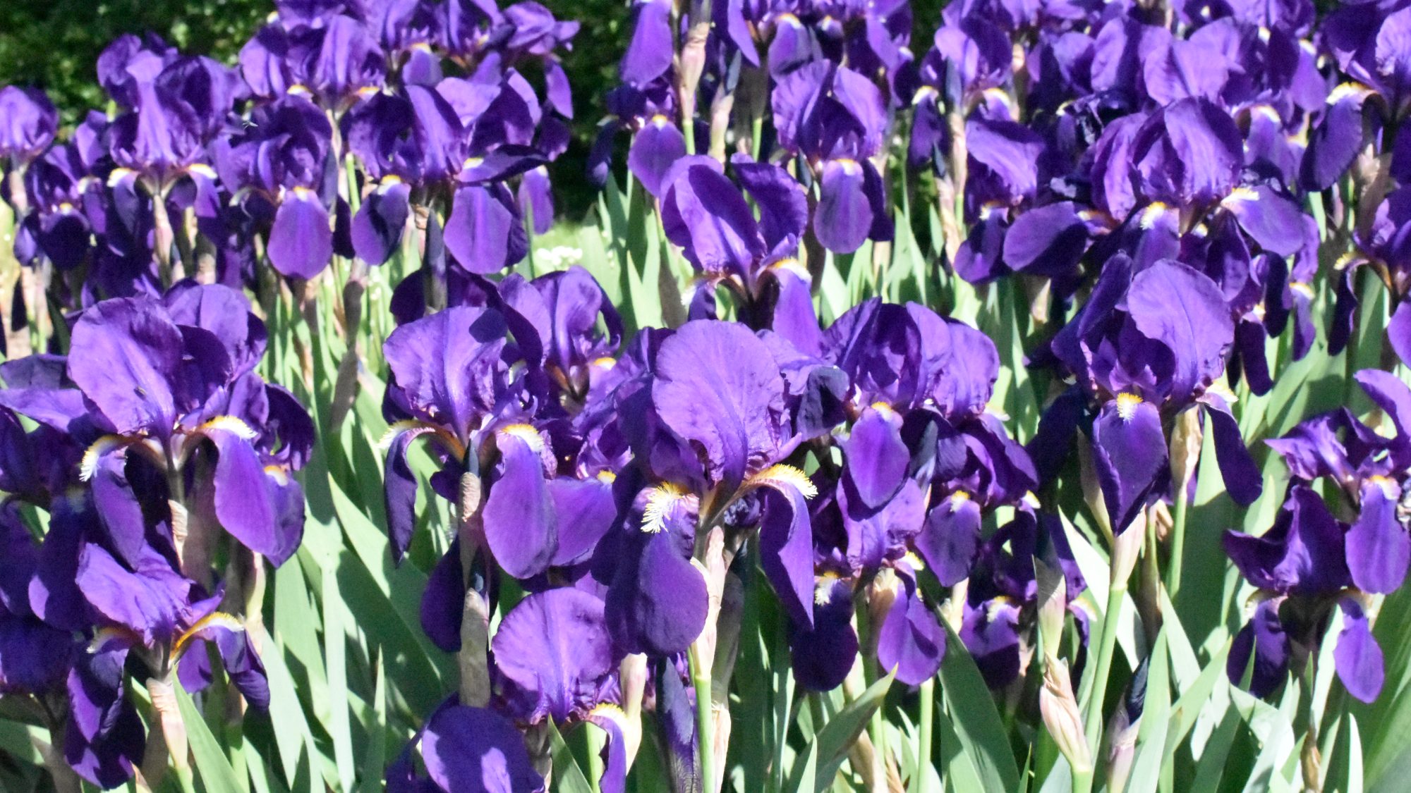 Stand of purple bearded Iris.