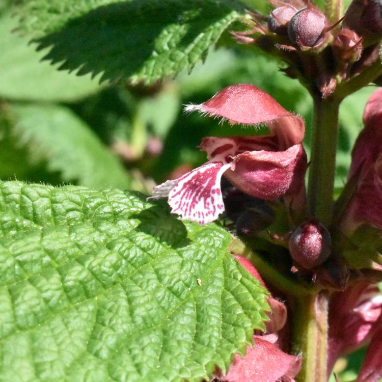 Lamium orvala
