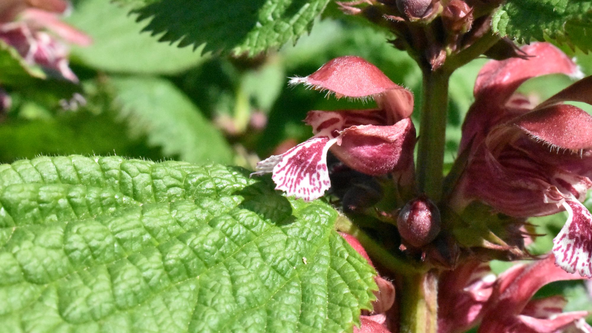 Red-purple lipped flower.