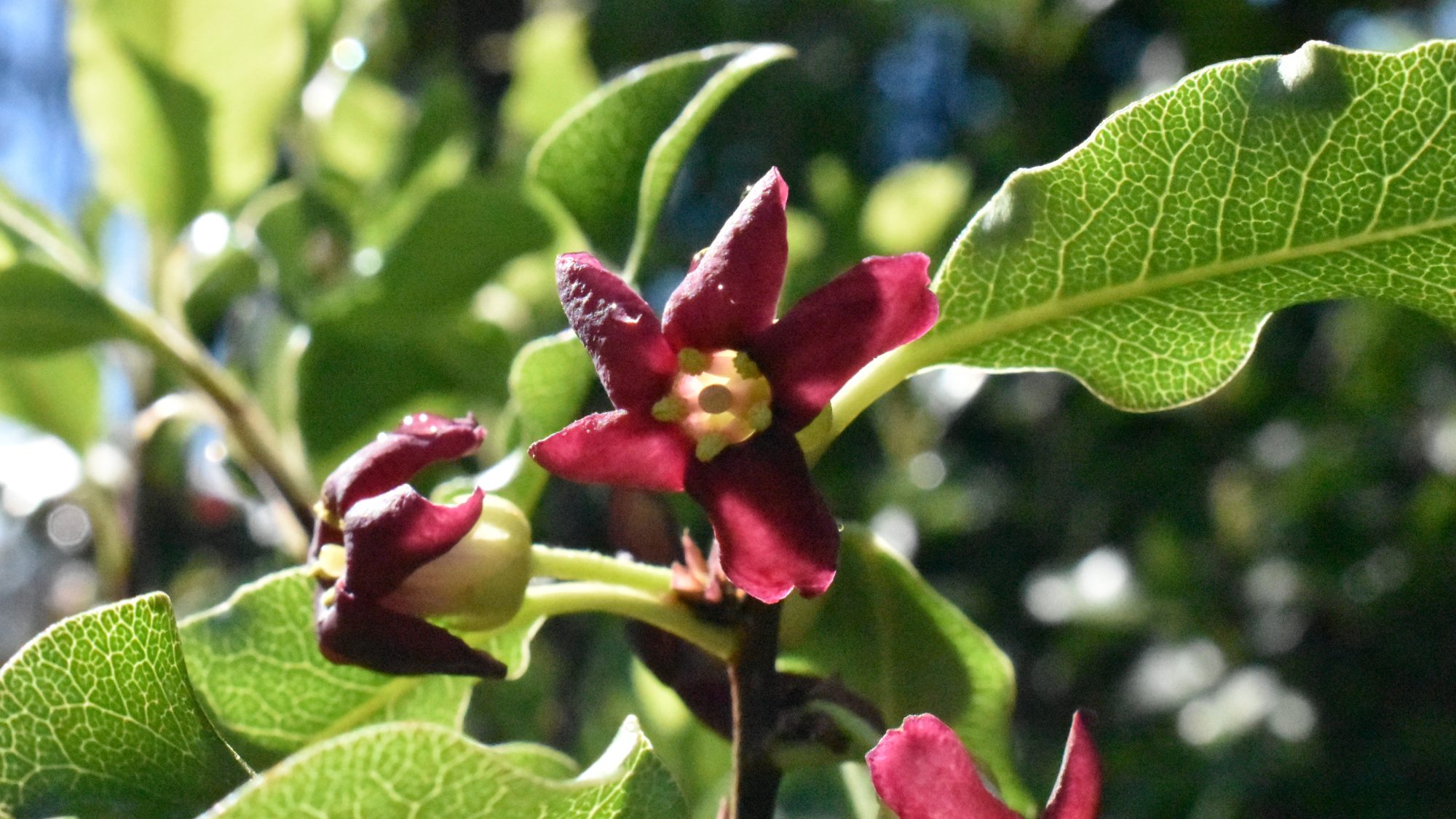 Delicate deep red, bell-shaped flowers.