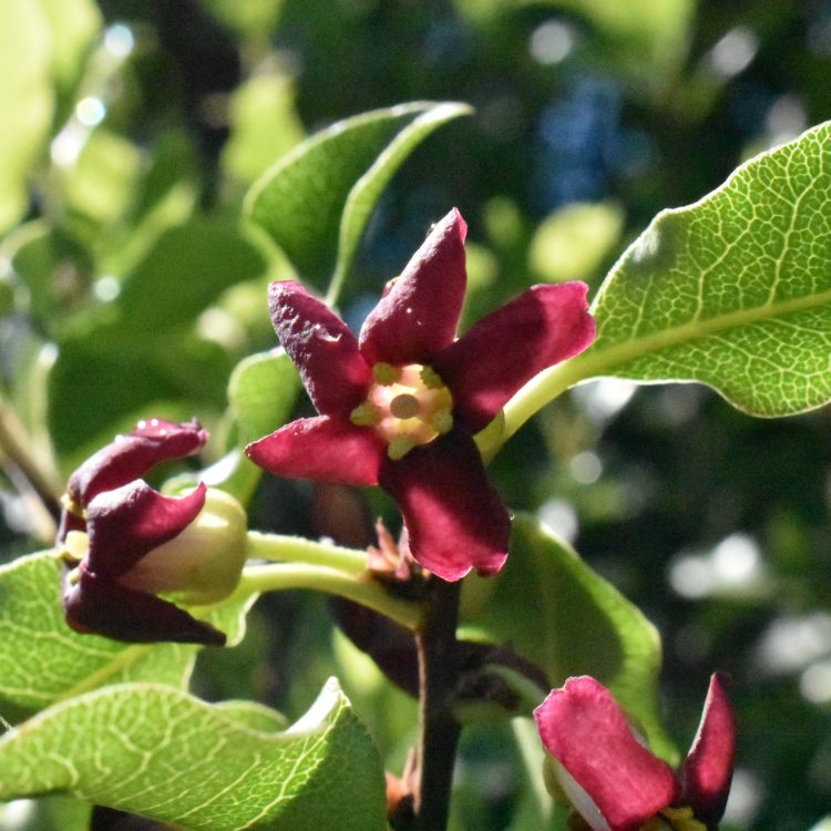 Pittosporum tenuifolium